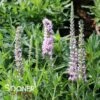 MOODY BLUES® PINK SPEEDWELL -Sooner Plant Farm Shop DETA 4021