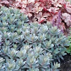 MARINA SEDUM -Sooner Plant Farm Shop DETA 4022