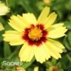 UPTICKâ„¢ YELLOW & RED TICKSEED 2 UPTICKâ„¢ YELLOW & RED TICKSEED -Sooner Plant Farm Shop DETA 4041