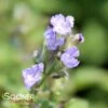 PURRSIAN BLUE CATMINT -Sooner Plant Farm Shop DETA 4048