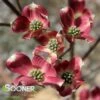 RAGIN' RED™ DOGWOOD -Sooner Plant Farm Shop DETA 4070