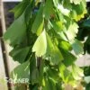 SARATOGA GINKGO -Sooner Plant Farm Shop DETA 4072
