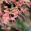 PRINCE CHARMING WEEPING JAPANESE MAPLE -Sooner Plant Farm Shop DETA 4078