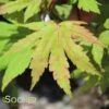 BLUE MOON UPRIGHT JAPANESE MAPLE -Sooner Plant Farm Shop DETA 4079