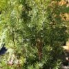 H.M. EDDIE UPRIGHT YEW -Sooner Plant Farm Shop DETA 4089