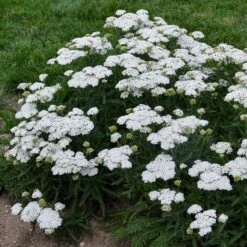 FIREFLY DIAMOND YARROW -Sooner Plant Farm Shop DETA 4091