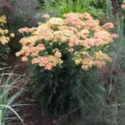 FIREFLY PEACH SKY YARROW 7 FIREFLY PEACH SKY YARROW -Sooner Plant Farm Shop DETA 4092