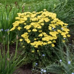 FIREFLY SUNSHINE YARROW -Sooner Plant Farm Shop DETA 4093