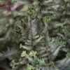 CRESTED SURF JAPANESE PAINTED FERN 2 CRESTED SURF JAPANESE PAINTED FERN -Sooner Plant Farm Shop DETA 4097