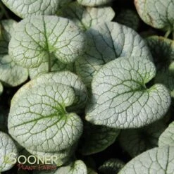 QUEEN OF HEARTS BRUNNERA -Sooner Plant Farm Shop DETA 4100