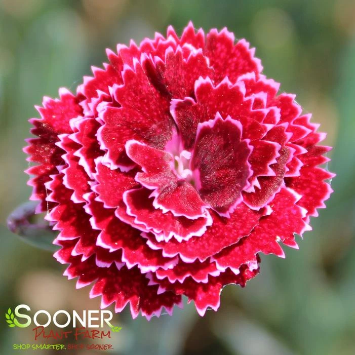 FRUIT PUNCH® BLACK CHERRY FROST DIANTHUS 4 FRUIT PUNCH® BLACK CHERRY FROST DIANTHUS - Image 2