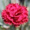 FRUIT PUNCH® MARASCHINO DIANTHUS -Sooner Plant Farm Shop DETA 4103