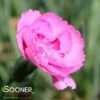 FRUIT PUNCH® SWEETIE PIE DIANTHUS -Sooner Plant Farm Shop DETA 4105