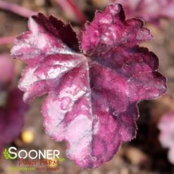 DOLCE® WILDBERRY CORAL BELLS 7 DOLCE® WILDBERRY CORAL BELLS -Sooner Plant Farm Shop DETA 4123