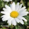 AMAZING DAISIES® DAISY MAY® SHASTA DAISY -Sooner Plant Farm Shop DETA 4146