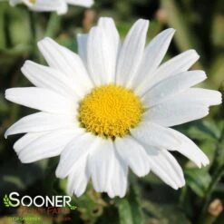 AMAZING DAISIES® DAISY MAY® SHASTA DAISY
