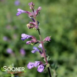CAT'S MEOW CATMINT -Sooner Plant Farm Shop DETA 4151