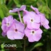 OPENING ACT BLUSH GARDEN PHLOX -Sooner Plant Farm Shop DETA 4152