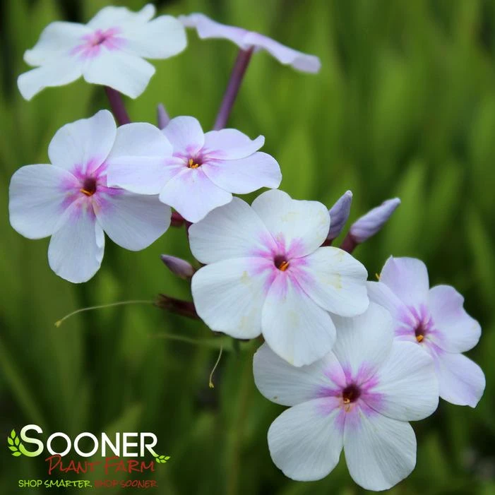 OPENING ACT PINK-A-DOT GARDEN PHLOX 4 OPENING ACT PINK-A-DOT GARDEN PHLOX - Image 2