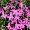 MAGENTA SPRITE HYBRID SPRING PHLOX -Sooner Plant Farm Shop DETA 4156