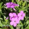 PURPLE SPRITE HYBRID SPRING PHLOX 1 PURPLE SPRITE HYBRID SPRING PHLOX -Sooner Plant Farm Shop DETA 4157