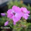 ROSE SPRITE HYBRID SPRING PHLOX -Sooner Plant Farm Shop DETA 4158