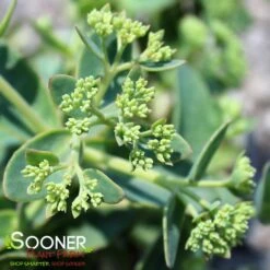 ROCK 'N GROW® LEMONJADE SEDUM -Sooner Plant Farm Shop DETA 4168