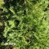 EMERALD GREEN ARBORVITAE -Sooner Plant Farm Shop DETA 417