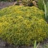ROCK 'N GROW™ YELLOW BRICK ROAD SEDUM -Sooner Plant Farm Shop DETA 4171