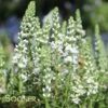 MAGIC SHOW® WHITE WANDS SPEEDWELL -Sooner Plant Farm Shop DETA 4173