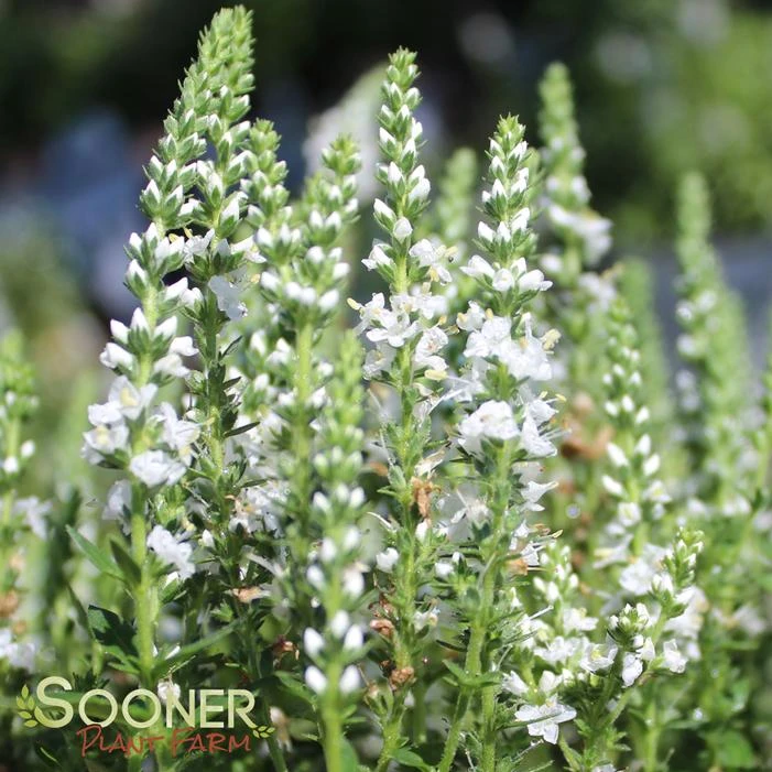 MAGIC SHOW® WHITE WANDS SPEEDWELL 3 MAGIC SHOW® WHITE WANDS SPEEDWELL