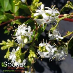 TIANSHAN® SEVEN SON FLOWER 7 TIANSHAN® SEVEN SON FLOWER -Sooner Plant Farm Shop DETA 4185
