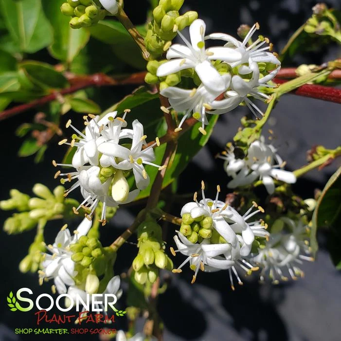 TIANSHAN® SEVEN SON FLOWER 4 TIANSHAN® SEVEN SON FLOWER - Image 2