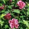 FRENCH CABARET™ RED ALTHEA -Sooner Plant Farm Shop DETA 4187