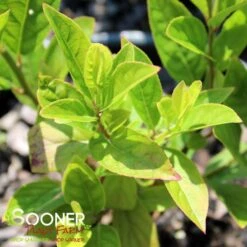 LOVE CHILD® SWEETSPIRE