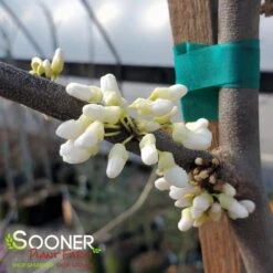 VANILLA TWIST WEEPING REDBUD -Sooner Plant Farm Shop DETA 4215