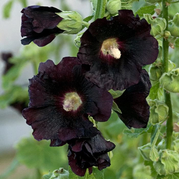 SPOTLIGHT BLACKNIGHT HOLLYHOCK 3 SPOTLIGHT BLACKNIGHT HOLLYHOCK