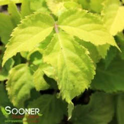 SUN KING GOLDEN JAPANESE ARALIA -Sooner Plant Farm Shop DETA 4225