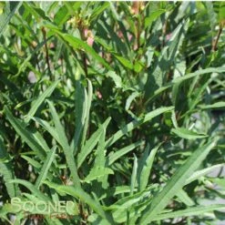 FINE LINE® BUCKTHORN -Sooner Plant Farm Shop DETA 423