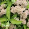 AUTUMN DELIGHT™ SEDUM -Sooner Plant Farm Shop DETA 4233