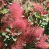 THE VELVET FOG® SMOKETREE -Sooner Plant Farm Shop DETA 4247