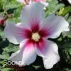 PARAPLU PINK INK® ALTHEA 2 PARAPLU PINK INK® ALTHEA -Sooner Plant Farm Shop DETA 4248