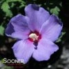 PARAPLU VIOLET® ALTHEA -Sooner Plant Farm Shop DETA 4249