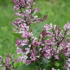 BABY KIM® LILAC -Sooner Plant Farm Shop DETA 4259
