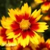 LI'L BANG™ DAYBREAK TICKSEED -Sooner Plant Farm Shop DETA 4288