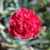 SCENT FIRST® PASSION DIANTHUS -Sooner Plant Farm Shop DETA 4295