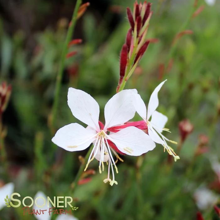 WHIRLING BUTTERFLIES WAND FLOWER 3 WHIRLING BUTTERFLIES WAND FLOWER