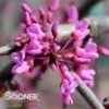LAVENDER TWIST™ WEEPING REDBUD -Sooner Plant Farm Shop DETA 431