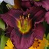 LITTLE GRAPETTE DAYLILY