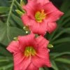LITTLE BUSINESS DAYLILY -Sooner Plant Farm Shop DETA 4320